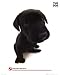   - Dog - Labrador Mini Poster, 16