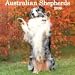 Australian Shepherds 2009 Calendar, 12x12