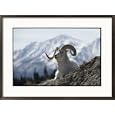 Close-up of a Dalls sheep Subject Framed Art Poster Print by George F. Mobley, 29x21