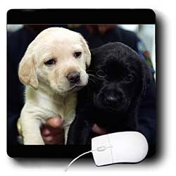 image link -  - B000FFDVOC