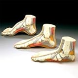 Budget Foot 3D Anatomical Model 3 Piece Set