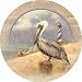 Thirstystone 4-pc. Pelican Coaster Set MULTI