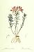 Alstoemeria, Lily Of The Incas -- Print