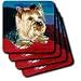 Dogs Yorkshire Terrier - Yorkshire Terrier - Coasters