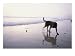 A pet dog plays with a ball on a gentle beach, Photographic Print by Rich Reid, 32x24