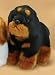   - Plush Rottweiler Pup Standing 7