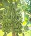 Double Mahoi Banana Plants