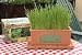   - Cat Garden  Jardins Pour Chat - Catnip for Your Feline Friends!