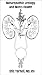 Naturopathic Urology and Men's Health