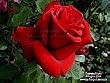 Rose Hydrosol -4oz (Greenals)