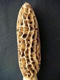 Amish Handmade Morel Mushroom Carved and Finished Walking Stick
