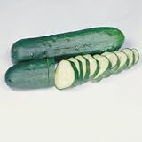 Organic Seeds - Organic Cucumber Marketmore Select