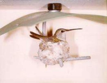 Hummingbird House
