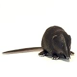 食玩 チョコQ 日本の動物 第6弾 160 トガリネズミ