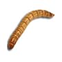 1000ct Live Mealworms, Reptile, Birds, Chickens, Fish Food (Free Shipping)