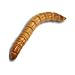 1000ct Live Mealworms, Reptile, Birds, Chickens, Fish Food (Free Shipping)