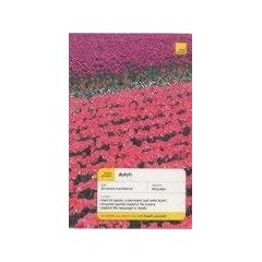 Teach Yourself Dutch (TY Complete Courses)