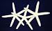 White Finger Starfish 4-6 Stunning Natural Beauties Set of 3 By Hinterland Trading Co