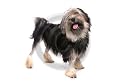 A3 Canvas Lowchen dog adult