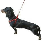 Harness Comfort Wrap 10-16 in - Blue