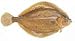 FRESH WHOLE BOSTON FLOUNDER, 2 LBS.