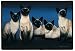   - King of the East Siamese Cats Kittens Doormat Home Decor Mat Rug