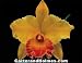 Cattleya Horace 'Maxima' AM/AOS x Blc Saint Helena Sound 'Newberry' (photo)