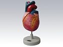 Human Heart Model - Life Size Version