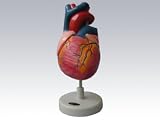  : Human Heart Model - Life Size Version