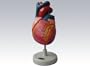 Human Heart Model - Life Size Version