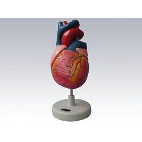 Human Heart Model - Life Size Version