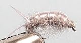 Sow Bug Size: 14