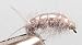 Sow Bug Size: 14