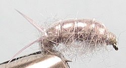Sow Bug Size: 14