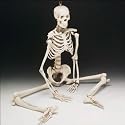 Budget Bucky Skeleton (4th Quality)
