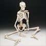 Bucky 4th Quality Human Skeleton