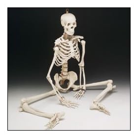 Bucky 4th Quality Human Skeleton