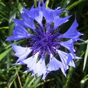 Centaurea cyanus (Blue Bachelor's Button) - Bulk Wildflower Seeds