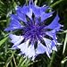 Blue Bachelor's Button (Centaurea cyanus) - Jumbo Wildflower Seed Packet