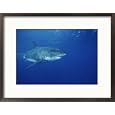 A Great White Shark Swims Through the Waters off Guadalupe Island Framed Photographic Poster Print by Brian J. Skerry, 21x17