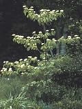 Cornus alternifolia: Pagoda Dogwood Seeds