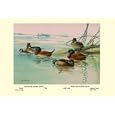 Argentine and Peruvian Ruddy Ducks 20x30 poster