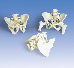 3B Scientific Pelvis Skeleton Model; Female; Not Dissectible