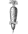 Carrot Danvers Half Long (Heirloom) - 1 Pkt. (2000 seeds)