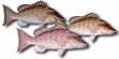 Mangrove Snapper Fillet, 1 Pound