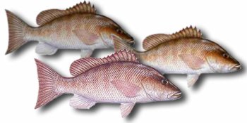 Mangrove Snapper Fillet, 1 Pound by Fresh Choice Seafood