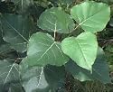 Hybrid Poplar, 5-6 Foot Tree