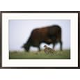 An Attwaters prairie chicken (Tympanuchus cupido attwateri) is roosting near a grazing cow Subject Framed Art Poster Print by Joel Sartore, 29x21