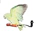 POLLY DANCING PERCH LG