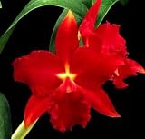 Slc. Mae Hawkins 'Miya' AM/AOS(Bare root plant)